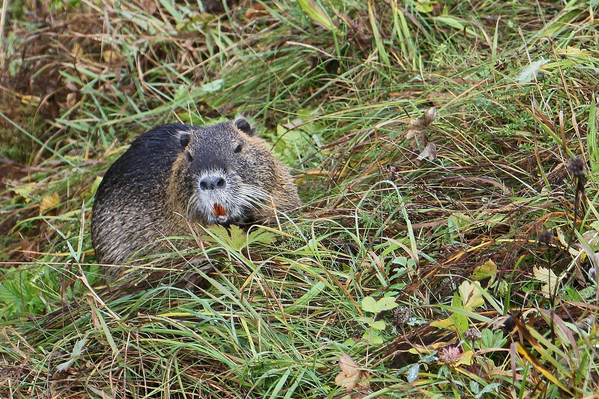 upper bavaria 207077 1920Antranias pixabay