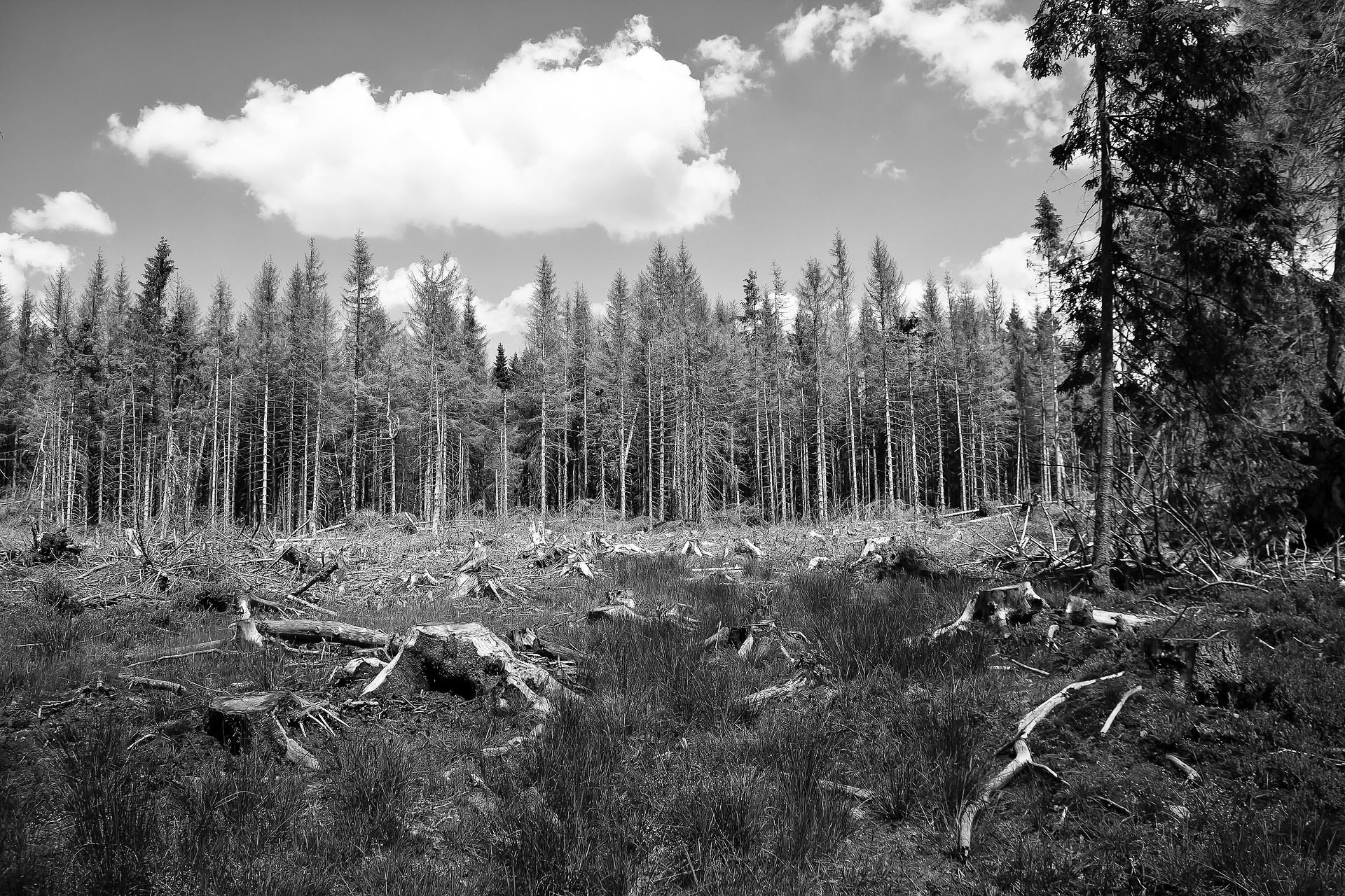 waldsterben 4297489 1920Foto Rabe pixabay