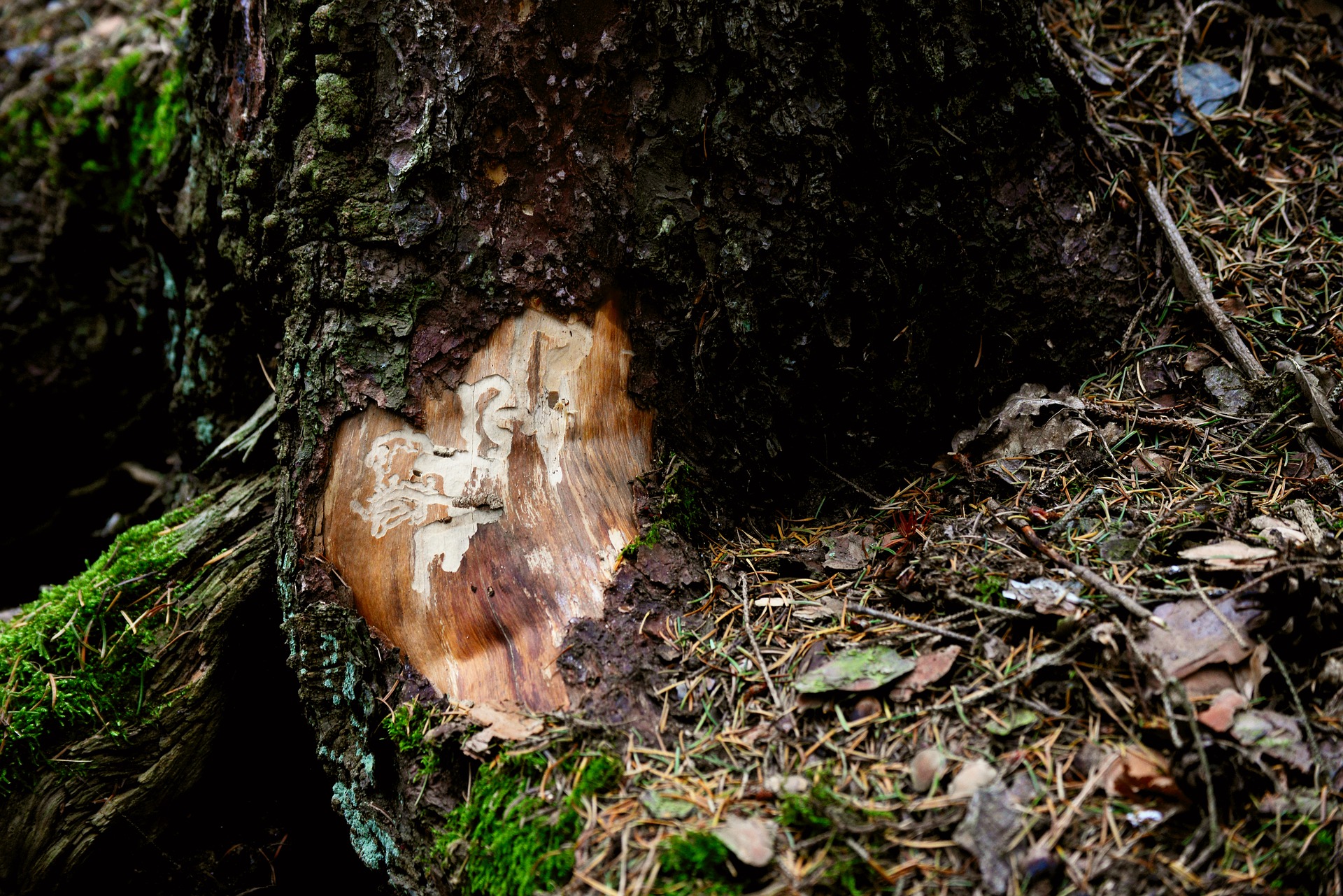 bark beetles congerdesign pixabay