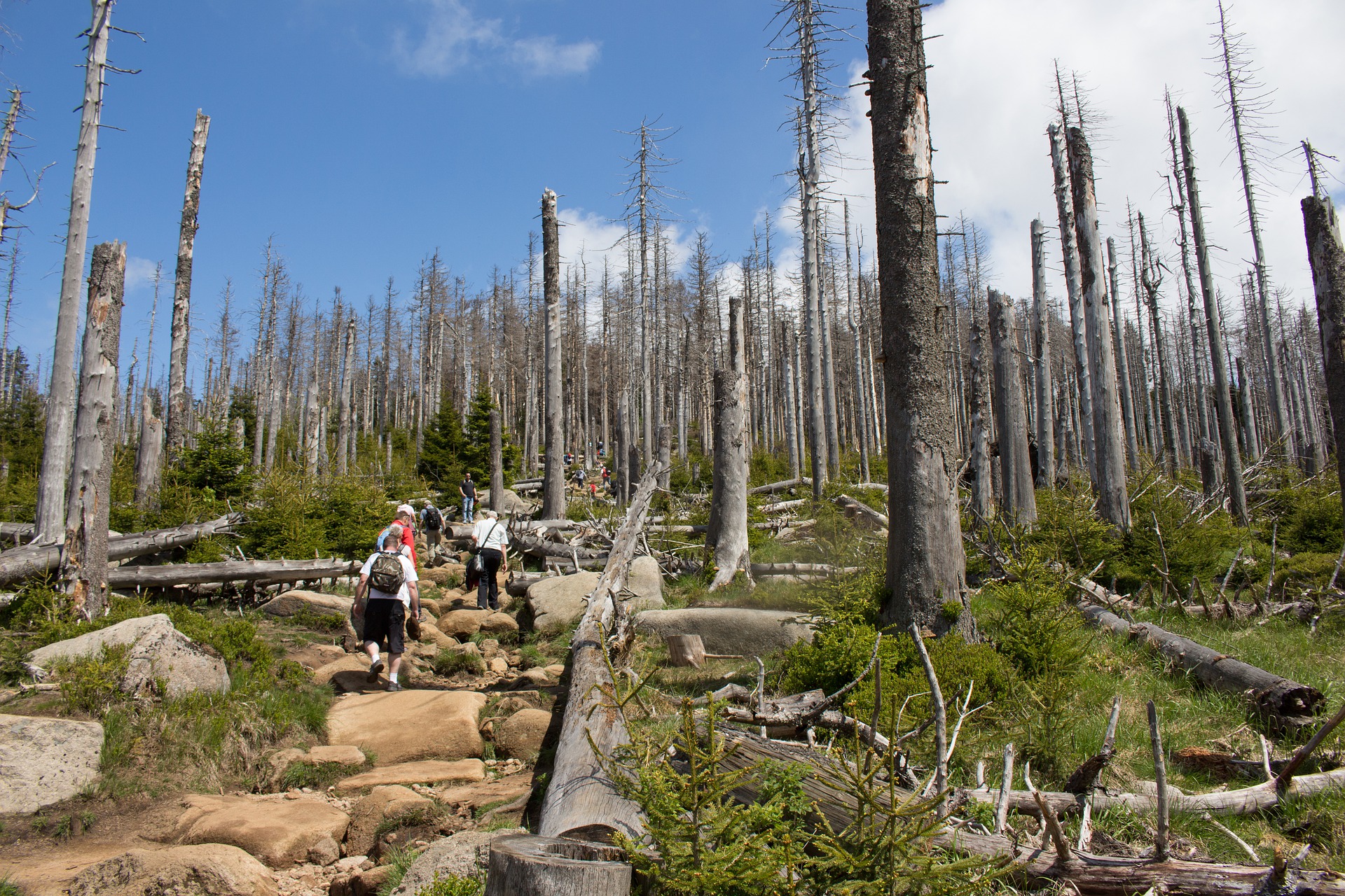 waldsterben 4406521 1920