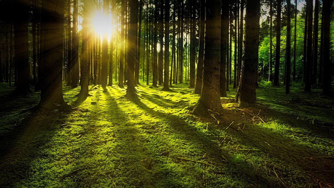 trees 3294681 1280