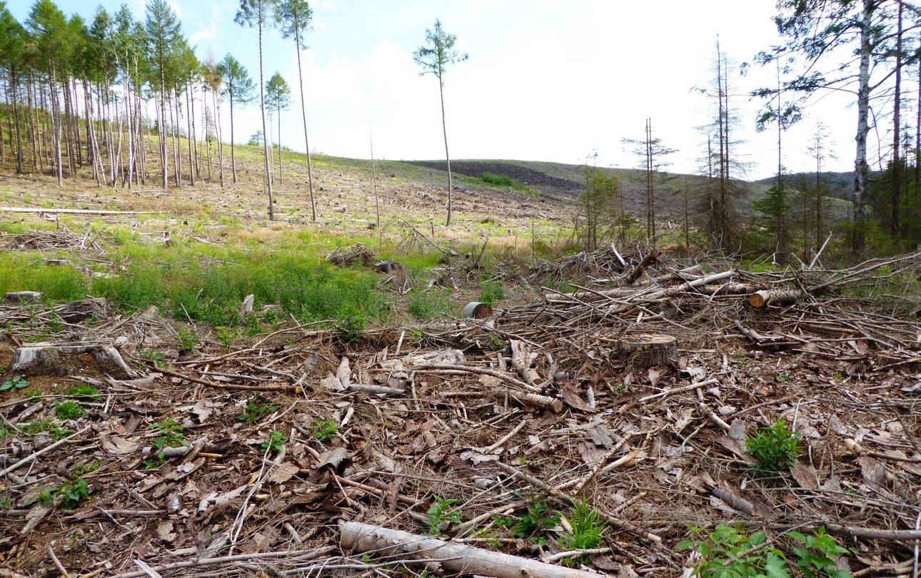 kahle Waldfläche um Plessenburg