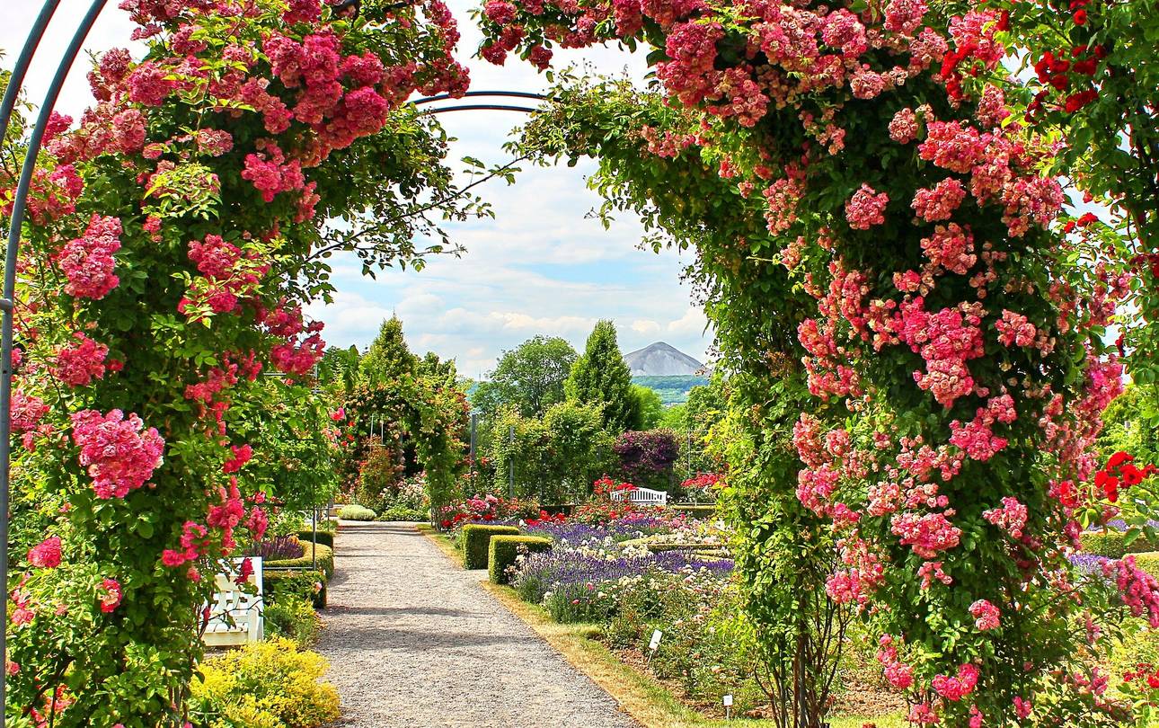 Europa-Rosarium Sangerhausen