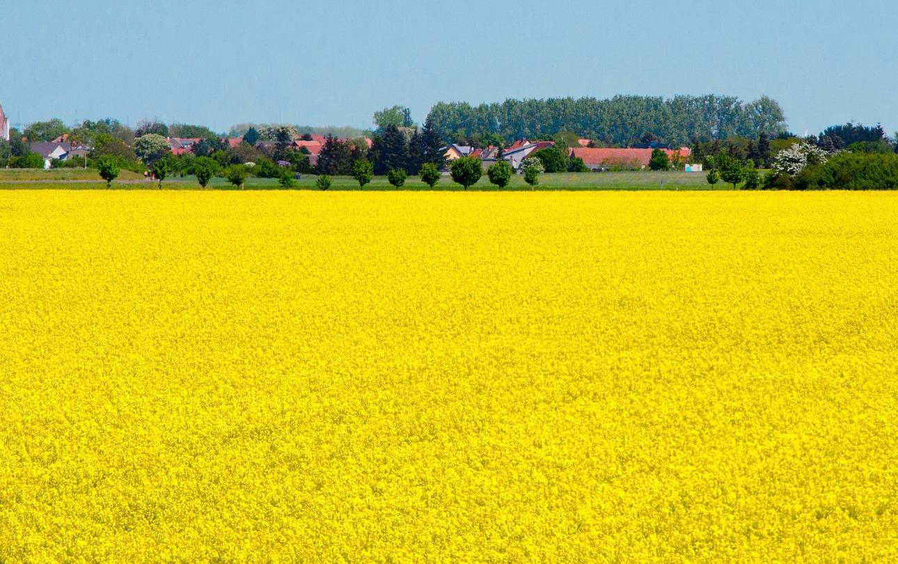 21,5 Mio. Euro für Dorfentwicklung und touristische Infrastruktur ©pixabay Rapsfeld vor Dorf