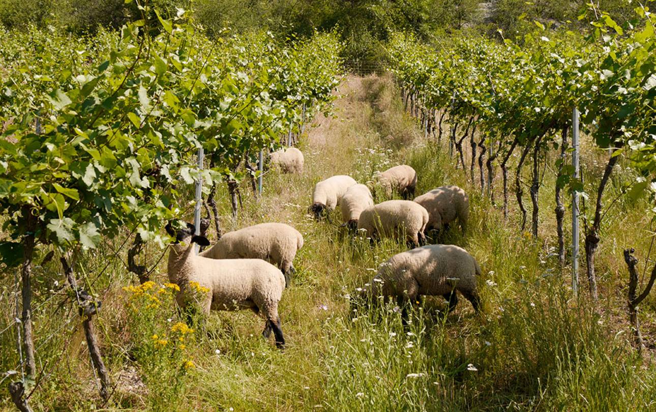 Schafe zwischen Weinreben
