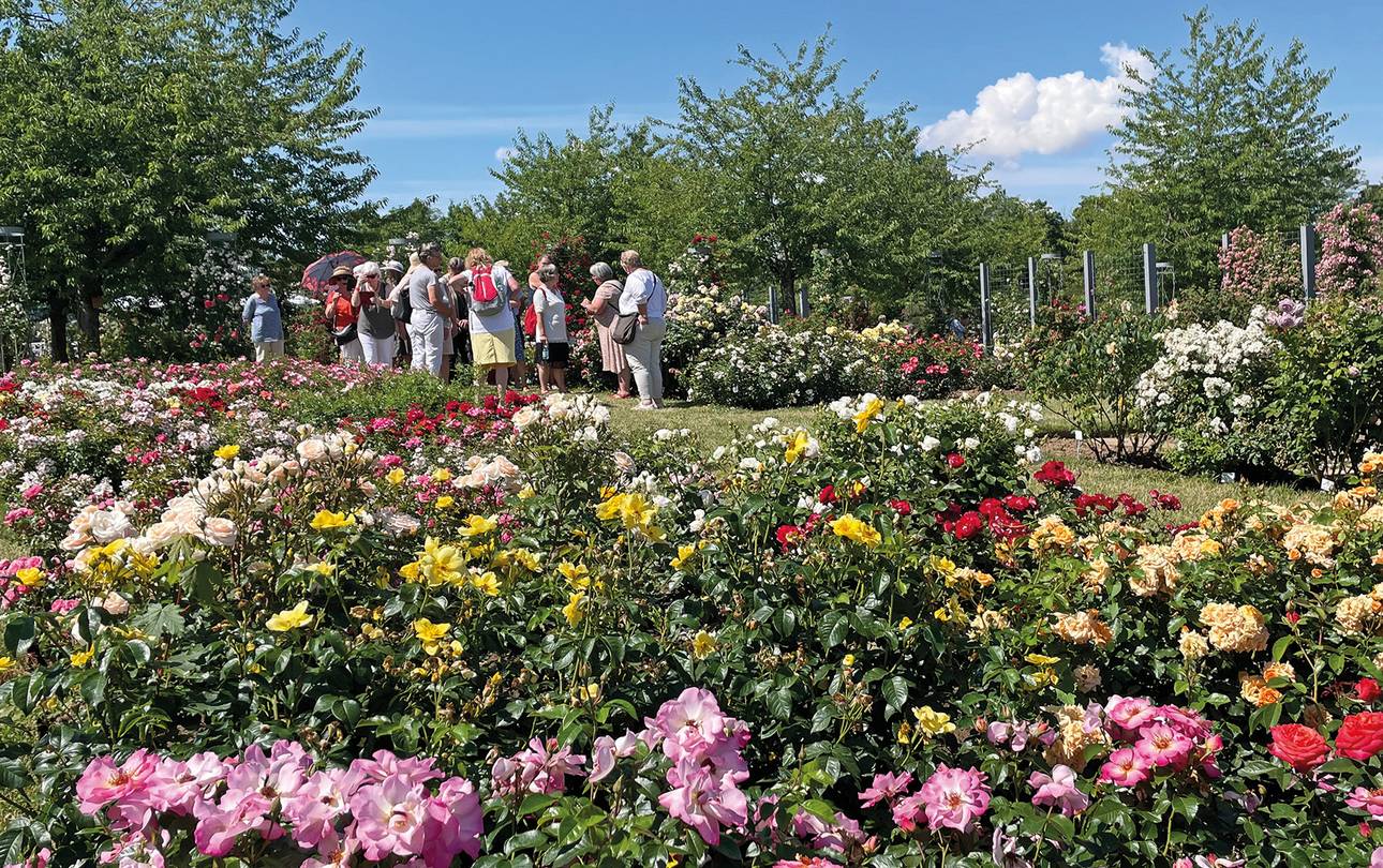 Gästeführerinnen und Gästeführer für das Europa-Rosarium gesucht! ©Rosenstadt Sangerhausen GmbH Rosarium