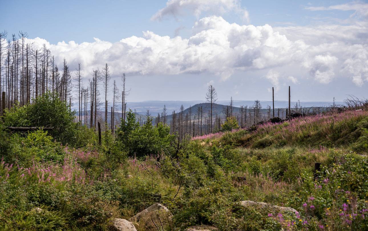 ranger unterwegs im nationalpark harz