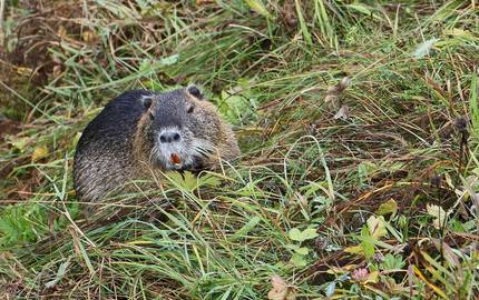 upper bavaria 207077 1920Antranias pixabay