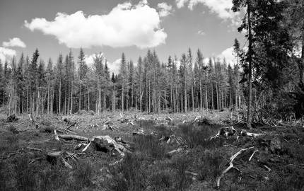 waldsterben 4297489 1920Foto Rabe pixabay