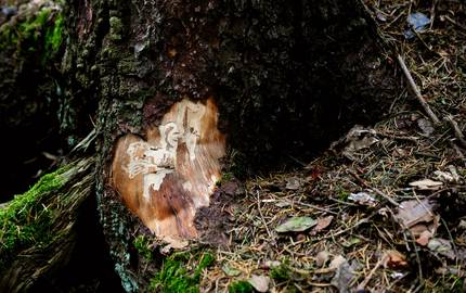 bark beetles congerdesign pixabay