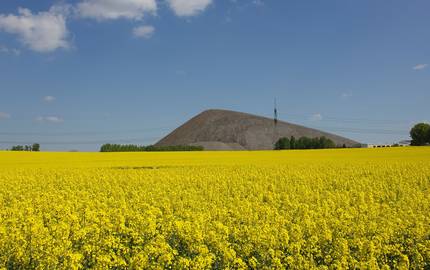 Halde mit Rapsfeld