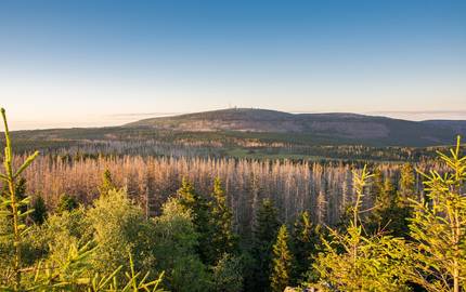 Harz Waldsterben Brocken Seaq68 pixabay