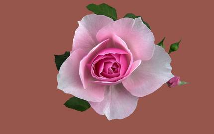 Rosenblüte kasabubu pixabay