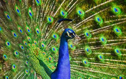 Pfau  Alexas fotos pixabay
