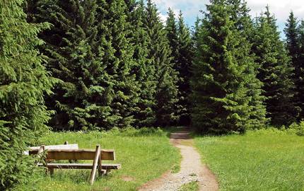 Waldwanderweg mit Sitzbank hiking 1388378 1920 Kie ker pixabay