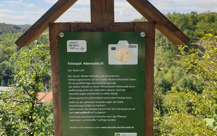 Fotospot Verlobungsurne bei Alexisbad Landesforstbetrieb Sachsen Anhalt