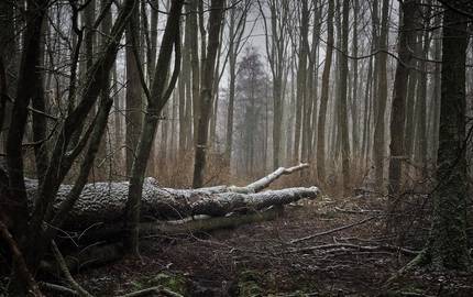 Waldstück