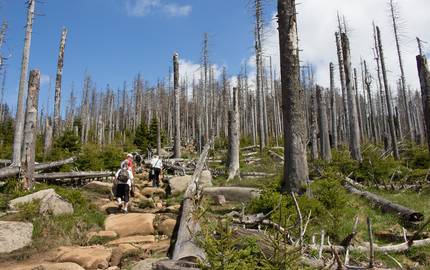 waldsterben 4406521 1920