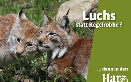 Bsp Kampagnenmotiv Harz