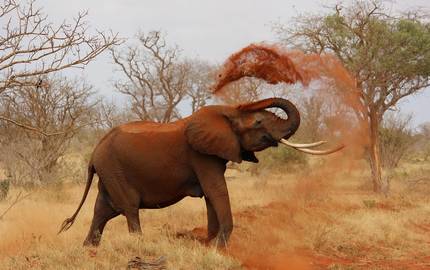 afrikanischer Elefant