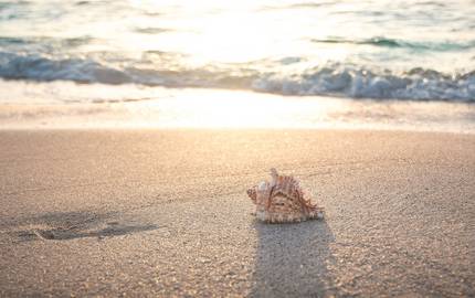 Muschel am Strand