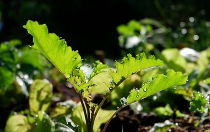 Große Braunkohlpflanze