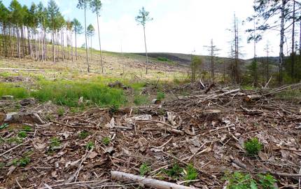 kahle Waldfläche um Plessenburg