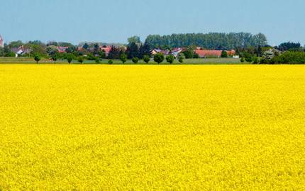 Rapsfeld vor Dorf