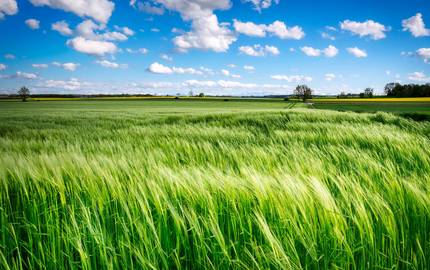 EINLADUNG Solidarische Landwirtschaft – für eine nachhaltige Erzeugung von Lebensmitteln aus der Region Grünes Getreidefeld in der Sonne