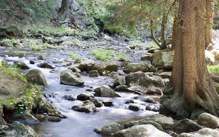 Wasserlauf im Harz