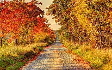 Feldweg inmitten einer Allee mit Herbstbäumen
