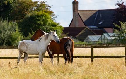 horses 5499465 640