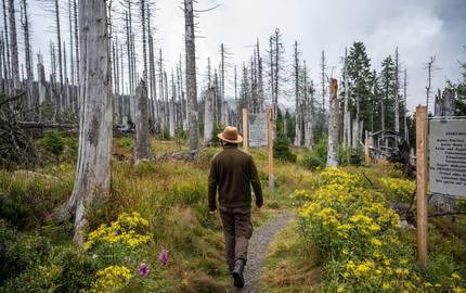 ranger unterwegs im nationalpark harz