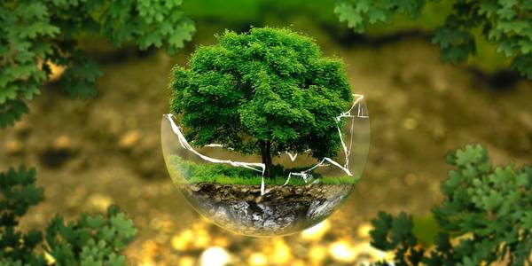 grüner Baum wächst aus Glaskugel