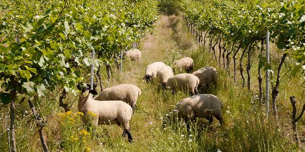 Schafe zwischen Weinreben