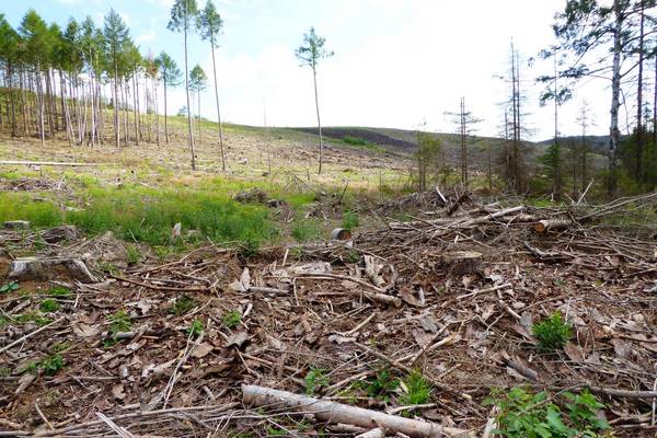 kahle Waldfläche um Plessenburg