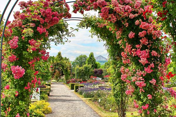 Europa-Rosarium Sangerhausen