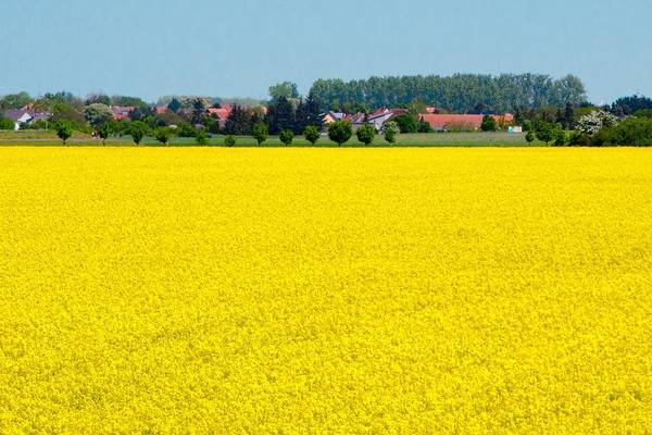 Rapsfeld vor Dorf