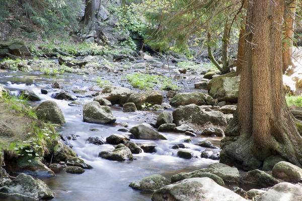 Wasserlauf im Harz