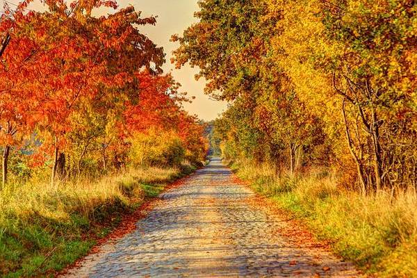 Feldweg inmitten einer Allee mit Herbstbäumen
