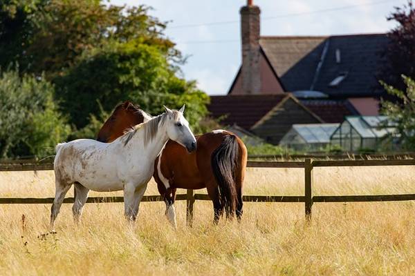 horses 5499465 640
