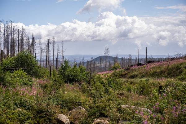 ranger unterwegs im nationalpark harz